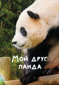 Мой друг панда 2024