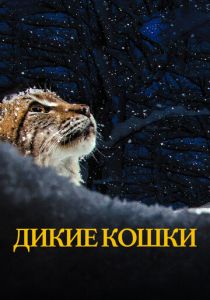 Дикие кошки 2021